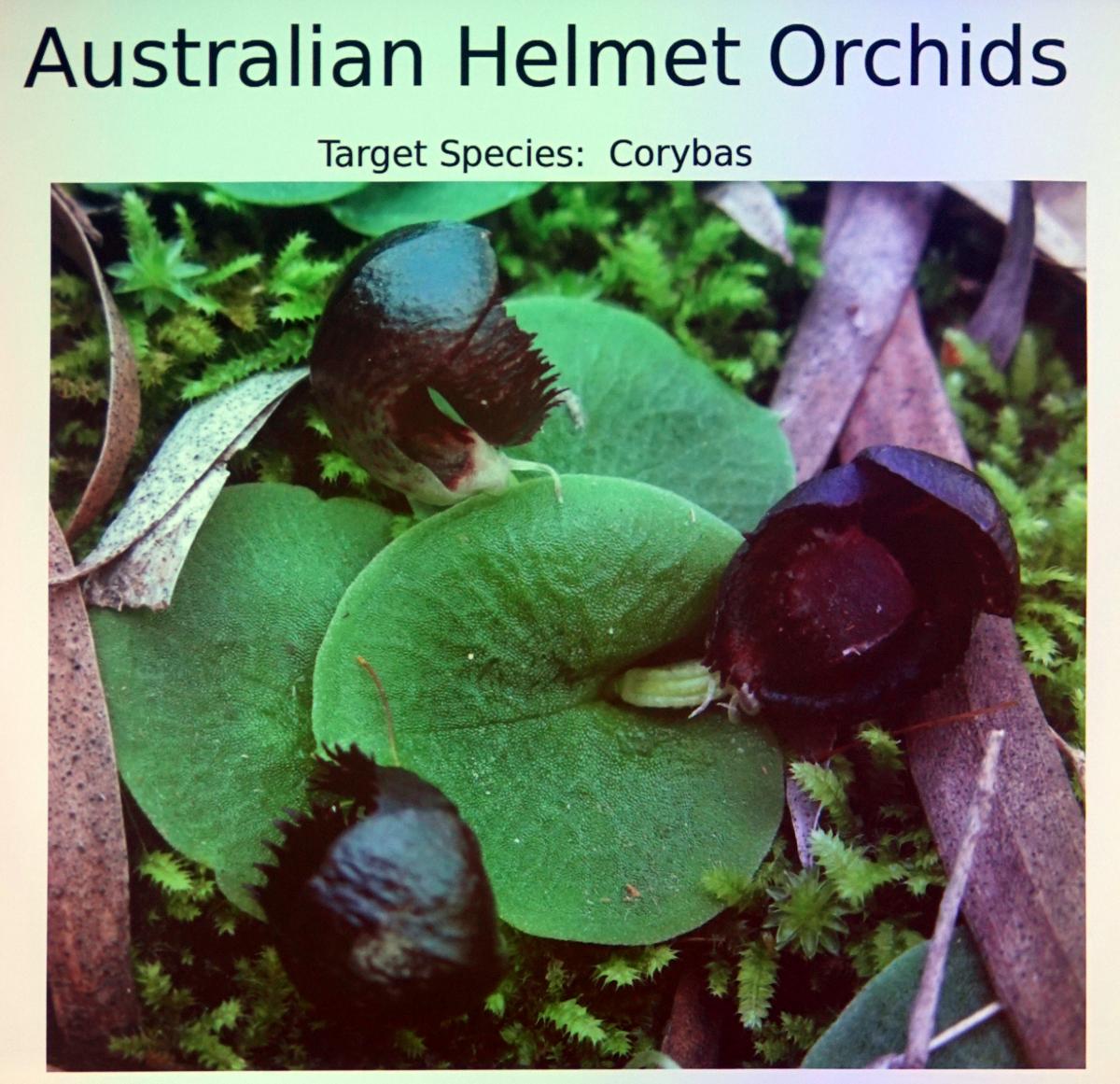 [Helmet orchids]